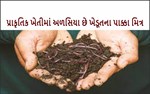 પ્રાકૃતિક ખેતીમાં અળસિયા ખેડૂતના સૌથી મોટા મિત્ર છે