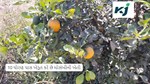 10 ધોરણ પાસ આ ખેડૂત કરે છે મોસંબીની ખેતી