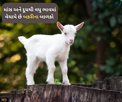 Goat Farming: જો નવેમ્બરમાં થશે બકરી ગર્ભવતી તો આપશે સ્વસ્થ બાળક, જો કે બનશે આવકનું સાધન 