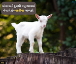 Goat Farming: જો નવેમ્બરમાં થશે બકરી ગર્ભવતી તો આપશે સ્વસ્થ બાળક, જો કે બનશે આવકનું સાધન