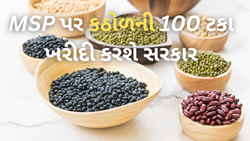 MSP હેઠળ ગુજરાતના ખેડૂતો પાસેથી કઠોળની 100 ટકા ખરીદી કરશે ભારત સરકાર 