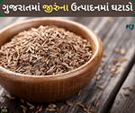 ગુજરાતમાં જીરાની વાવણીમાં વિલંબ, છેલ્લા વર્ષની સરખામણીએ ખૂબ જ ઓછું વાવેતર