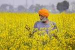 Mustard Cultivation: સરસવની ખેતીમાં વધુ ઉત્પાદન મેળવવાની કેટલીક સરળ રીતો