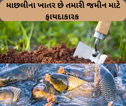 Fish Fertilizer: માછલીના ખાતર છે તમારી જમીન માટે વરદાન, ફળદ્રુપદા વધારવામાં થાય છે મદદરૂપ 