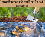 Fish Fertilizer: માછલીના ખાતર છે તમારી જમીન માટે વરદાન, ફળદ્રુપદા વધારવામાં થાય છે મદદરૂપ