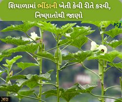 માર્ચમાં જોઈએ છે ભીંડાનું અઢળક ઉત્પાદન, તો આમ કરો નિષ્ણાતો મુજબ શિયાળામાં વાવણી 