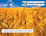 ખેડૂતોએ ઘઉંની લણણી પછી ત્રીજા પાકની તૈયારી કરવી જોઈએ, આવકમાં વૃદ્ધિ થશે, જાણો આ ત્રીજા પાકની ખેતીની સમગ્ર પ્રક્રિયા