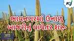 રવિ પાકની માવજત વચ્ચે ભાવનગરમાં ઉનાળુ બાજરીનું વાવેતર શરૂ