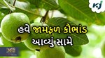 અધિકારિયો સાથે મળીને ખેડૂત કર્યો જામફળનું કૌભાંડ, પૈસા જોઈને ચોંકી ઉઠી વિજિલેન્સની ટીમ