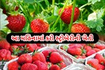 સ્ટ્રોબેરીની ખેતી કેવી રીતે અને કયા મહિનામાં થાય તેની સંપૂર્ણ માહિતી