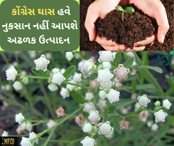 ખેતરોના પટ્ટાઓ પર ઉગતું ગાજર ઘાસ થકી આવી રીતે તૈયાર કરો જૈવિક ખાતર અને મેળવો અઢળક ઉત્પાદન 