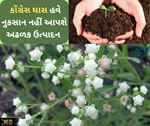 ખેતરોના પટ્ટાઓ પર ઉગતું ગાજર ઘાસ થકી આવી રીતે તૈયાર કરો જૈવિક ખાતર અને મેળવો અઢળક ઉત્પાદન