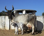 વધુ દૂધ આપતી દેશી ગાયની 5 જાતિ