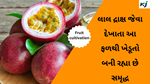 Fruit cultivation :  લાલ દ્રાક્ષ જેવા દેખાતા આ ફળથી ખેડૂતો બની રહ્યા છે સમૃદ્ધ, જાણો કેવી રીતે કરી શકે ખેતી