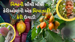 Miyazaki Mango : રૂફટોપ ફાર્મિંગ દ્વારા, જોસેફ લોબોએ વિશ્વની સૌથી મોંઘી કેરી મિયાઝાકી કેરી ઉગાડી સફળતા જાણો