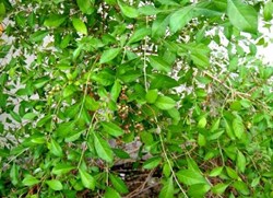 Naaspati Benefits નાસપતીના ફાયદા, ગેરફાયદા અને ઉપયોગને લગતી આ ખાસ વાત જાણો