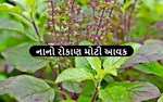 તુલસીની ખેતી છે ફાયદાના સૌદા,નાના રોકાણમાં થશે મોટી આવક