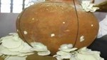 Mushroom Farming: ખેડૂતો માટલામાં પણ મશરૂમ ઉગાડીને કમાઈ શકે છે બમ્પર નફો, આ છે રીતે