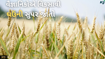 વૈજ્ઞાનિકોએ વિકસાવી અઢળક ઉત્પાદન આપતી ઘઉંની સૂપર જાતો, કરી શકશે રોગ અને ગરમી સહન
