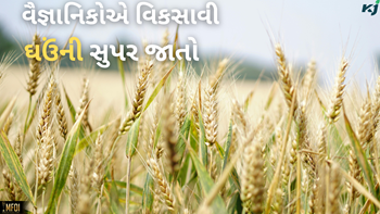 વૈજ્ઞાનિકોએ વિકસાવી અઢળક ઉત્પાદન આપતી ઘઉંની સૂપર જાતો, કરી શકશે રોગ અને ગરમી સહન