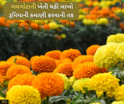 ગલગોટાના ફૂલ નહીં વેચો તેલ, બજારમાં છે આટલી કિંમત કે એક ઉતારોમાં થઈ જશો માલામાલ  