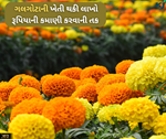 ગલગોટાના ફૂલ નહીં વેચો તેલ, બજારમાં છે આટલી કિંમત કે એક ઉતારોમાં થઈ જશો માલામાલ