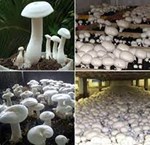 મશરૂમનું વ્યાપારી બીજ ઉત્પાદનની પધ્ધતિ