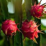 Dragon Fruit Farming: બિહારના ખેડૂતો ડ્રેગન ફ્રૂટની ખેતી કરીને કમાઈ રહ્યા છે મબલખ કમાણી