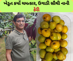 આ ખેડૂતે ઉગાડી વિશ્વની સૌથી નાની કેરી, નામ પાડવામાં આવ્યું દ્રાક્ષ દાણ 
