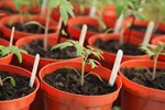 Gardening: રસદાર ટમેટા સરળતાથી ઉગાડવાની વૈજ્ઞાનિક રીત