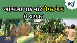  'પેપર બેગ' ખેડુતો માટે છે વરદાન રૂપ, તેમા ઉગાડવામાં આવતાં ફળ ખેડૂતોની આવકમાં કરશે વઘારો 