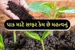 પાક માટે સલ્ફરનું શું મહત્વ છે? તેનો ઉપયોગ જાણો