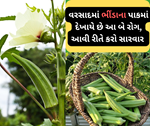 Okra Farming: ભીંડાના પાકમાં દેખાતા રોગ જીવાત તેમજ તેની સારવાર