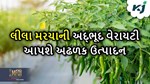 Green Chili: લીલા મરચાની આ જાતો છે અદભૂત, ઘરે બેઠા આવી રીતે મંગાવો તેના બીજ