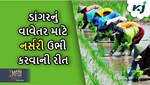 Paddy: ડાંગરની વાવણી કરતી વખતે ભેજનુ રાખો ખાસ ધ્યાન, આ સુધારેયલી જાતોથી મળશે અઢળક ઉત્પાદન