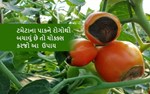 ટમેટાના પાકને રોગોથી બચાવું છે તો ચોક્ક્સ કરજો આ  ઉપાય