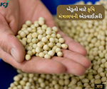 રવિ પાકની વાવણી પહેલા બીજની માવજત છે જરૂરી, વધુ ઉપજ સાથે મળશે રોગોથી રાહત
