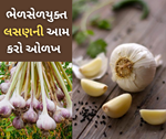 બજારમાં વેચાઈ રહ્યું છે ભેળસેળયુક્ત ચાઈનીઝ લસણ, આમ કરો ઓળખ નહિંતર થઈ જશે કેન્સર