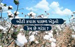 શુ છે બીટી કપાસ, ખેડૂતો તેના પાછળ કેમ થઈ રહ્યા છે ગાંડા