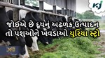 દૂધનું અઢળક ઉત્પાદન જોયતું હોય તો પશુઓને ખવડાવો “યૂરિયા સ્ટ્રો”