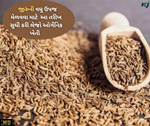 Cumin Farming:  એક ક્લિકમાં જાણો જીરુંની ઓર્ગેનિક ખેતી કરવાની વૈજ્ઞાનિક પદ્ધતિ