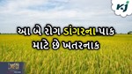 ડાંગરના ઉભા પાક માટે આ બે રોગ છે ખતરનાક, આવી રીતે મેળવો નિયંત્રણ