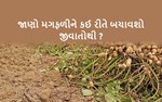 મગફળી આપશે મબલખ : બસ, આ રીતે કરો જીવાત નિયંત્રણ