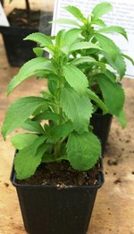 સ્વાસ્થયને લાભકારકએવી મીઠાશ આપતી ઔષધીય વનસ્પતિ: સ્ટીવીઆ (મીઠા પાન)