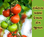Tomato Management: ટામેટામાં દેખાતા આગોતરા સુકારો તેમજ તેનું સંકલિત વ્યવસ્થાપન