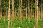 Top 5 Expensive Tree Wood: 5 એવા વૃક્ષો, જેને વેચીને તમે બની જશો કરોડપતિ, જાણો ખાસિયત અને કિંમત