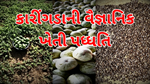  Caringa કારીંગડાની વૈજ્ઞાનિક ખેતી પધ્ધતિ અને મુલ્યવર્ધન