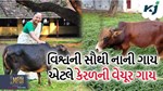ભારતમાં છે વિશ્વની સૌથી નાની ગાય, ઔષધીય ગુણોથી ભરાયેલા તેના દૂધથી થાય છે સારવાર