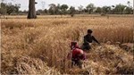 e-NAM POP: આ પ્લેટફોર્મથી અન્ય રાજ્યોમાં થશે પાકનું વેચાણ, 3 લાખ ખેડૂતોને થશે ફાયદો