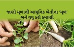 ખેતીની ઉત્તમ પદ્ધતિ સાથે મૂળાનું ઉત્પાદન કેવી રીતે કરશો ? તે જાણો